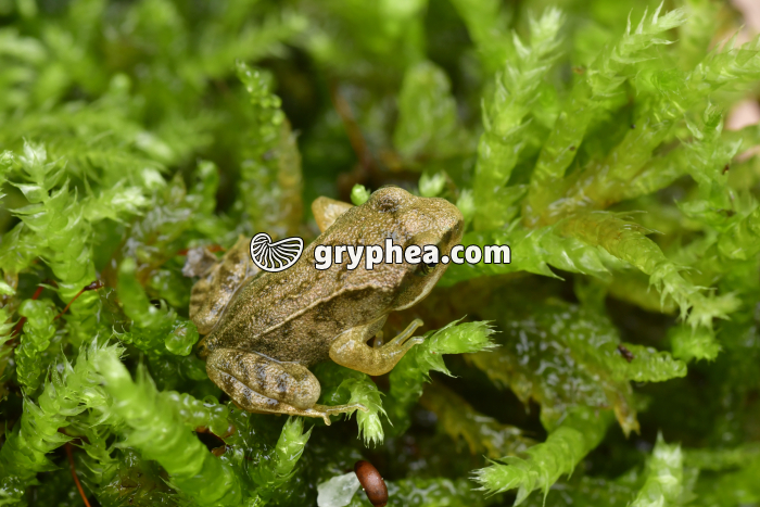 Grenouille rousse - Jeune grenouille sur une mousse (Rana temporaria) - gryphea.org